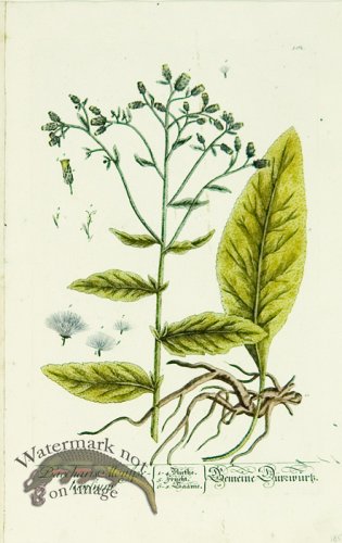 Blackwell German 052