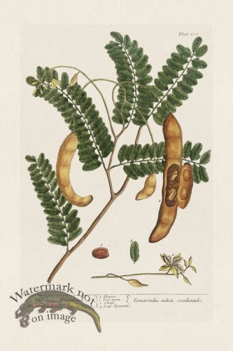 (image for) BEE 221 East India Tamarind
