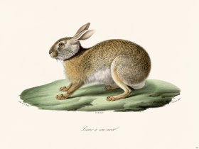 Cuvier 264 Black Necklaces