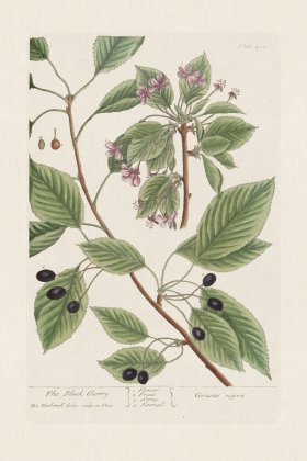 BEE 425 The Black Cherry