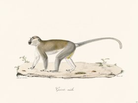 Cuvier 358 Male Grivel