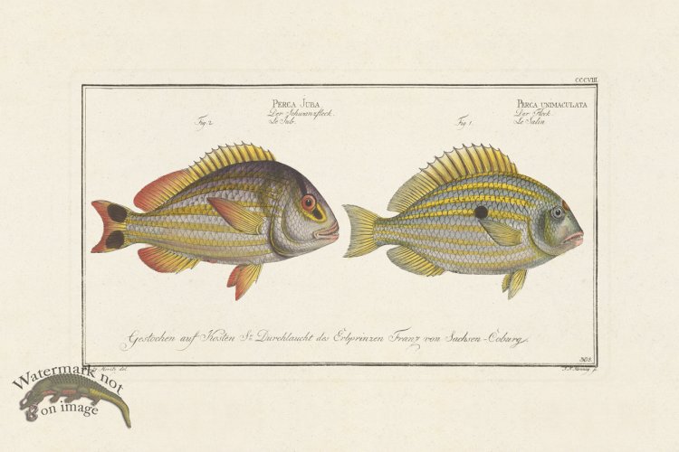 (image for) BLOCH FISH 308