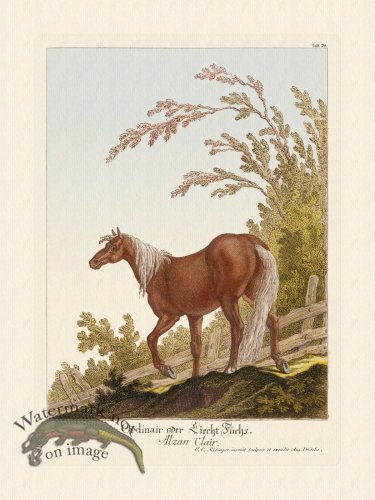 (image for) Ridingers Horses 29