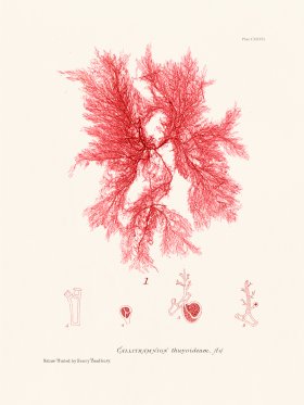 Bradbury Seaweed 127