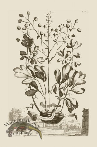 (image for) Abraham Munting 229