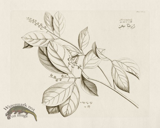 (image for) HORTUS VOl 05 42