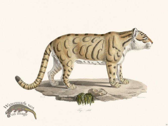 (image for) Cuvier 099 Corrugated Tiger
