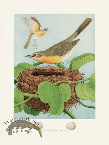 (image for) Thomas Gentry Bird 12