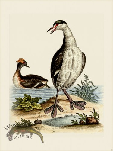 (image for) Edwards 096 Black and White Dobchick