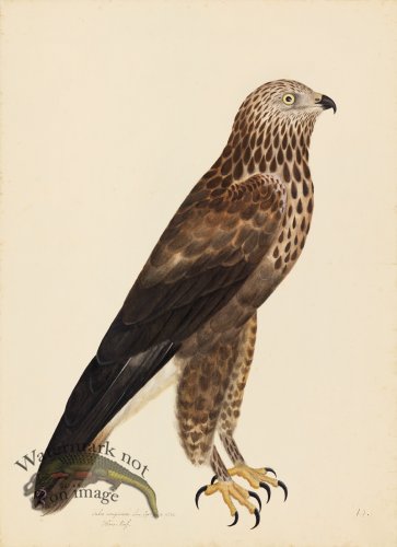 (image for) ROUGH-LEGGED BUZZARD . PL 14