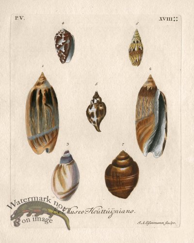 (image for) Knorr Shell 27