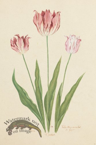 (image for) Blomboken 023