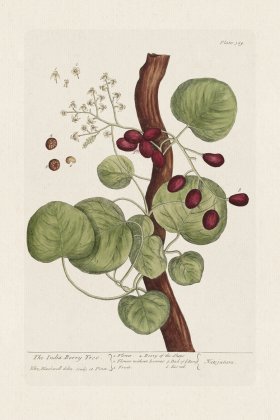 BEE 389 The Indian Berry Tree