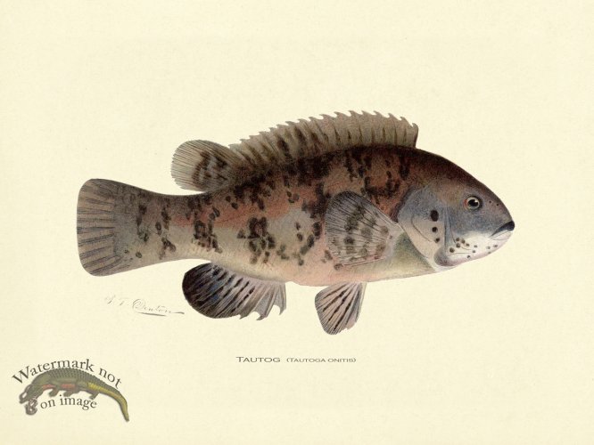 (image for) Tautog