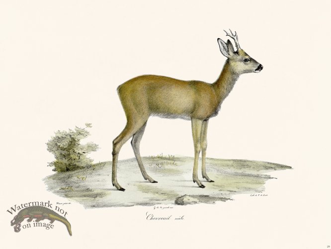 (image for) Cuvier 029 Deer Male