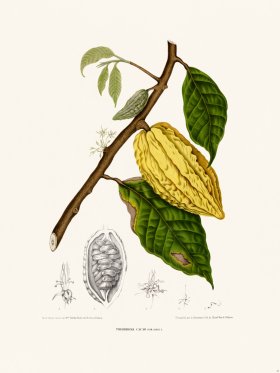 Horticulture of Java 34