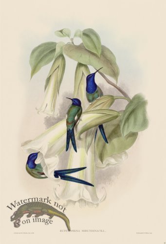 (image for) Gould Hummingbird 042