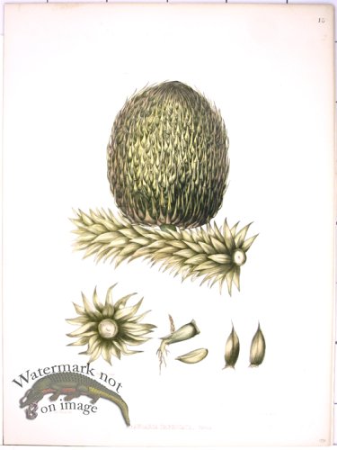 (image for) Lawson Pine Cone 32