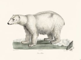 Cuvier 126 Polar Bear