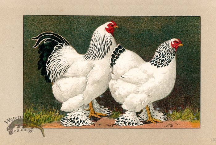 (image for) Chicken 31