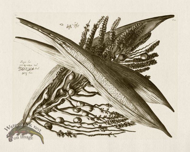 (image for) Hortus Vol 01 02