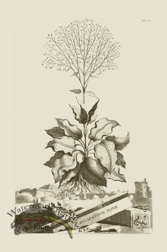 (image for) Abraham Munting 204