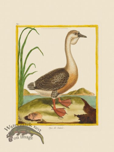 (image for) Martinet Bird 347