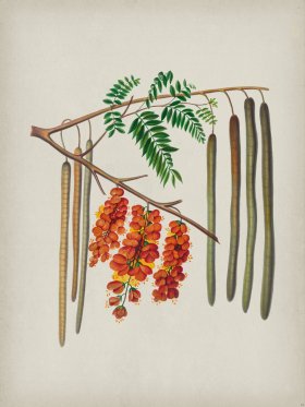 Andean Botanicals 011