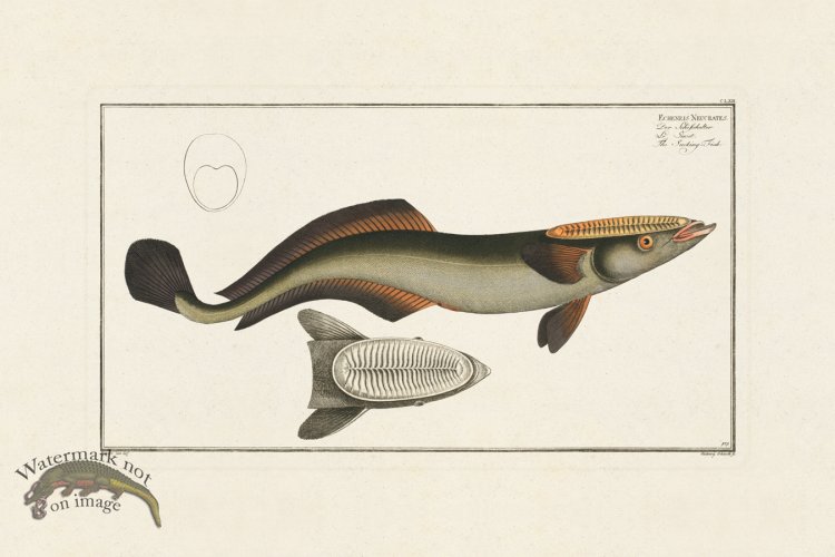 (image for) BLOCH FISH 171