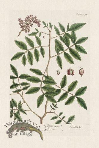 (image for) BEE 478 The Turpentine Tree