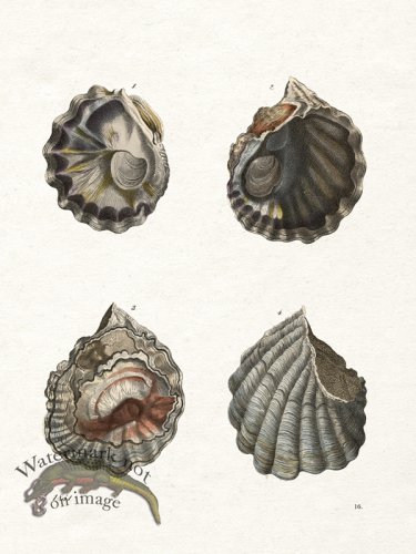 (image for) Shell BOTW 16