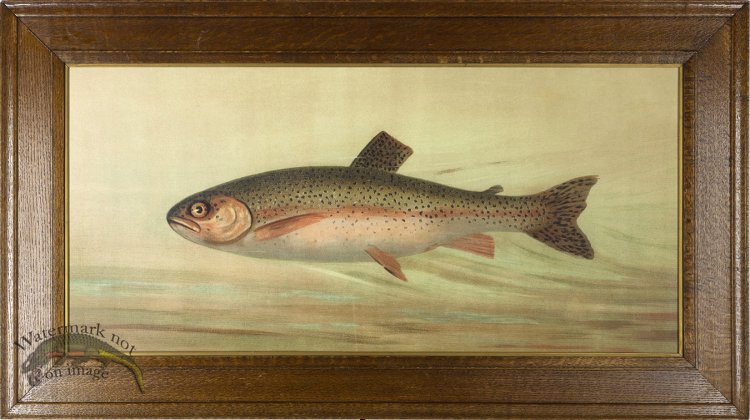 Rainbow Trout AF_4 02