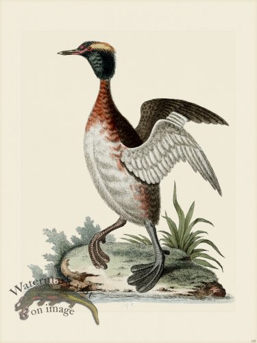 (image for) Edwards 145 Eared Dob-chick