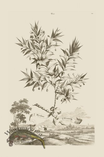 (image for) Abraham Munting 033