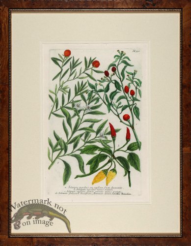 (image for) Weinmann Burl with Gold DM 07