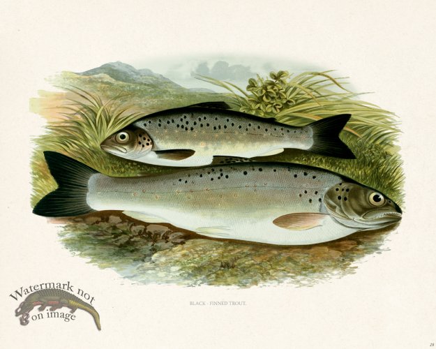 (image for) British FW 28