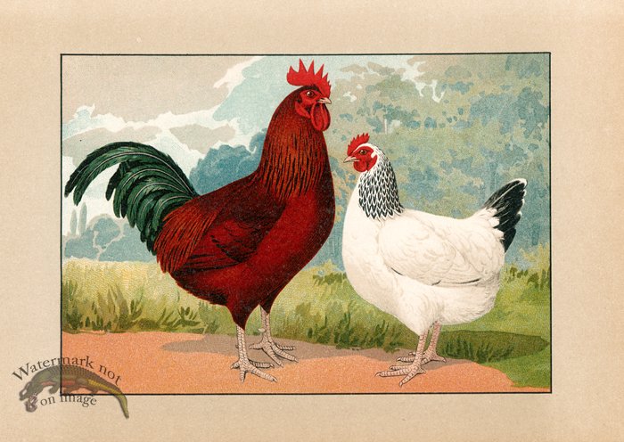 (image for) Chicken 41