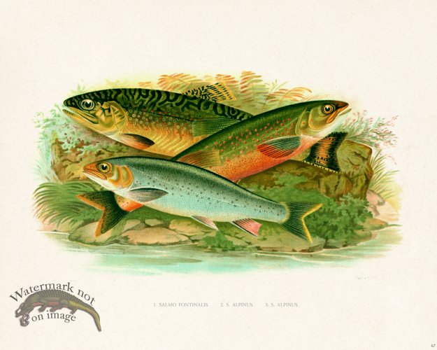 (image for) British FW 47