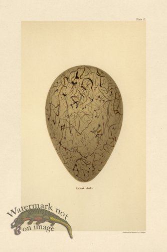 (image for) Seebohm Egg 12