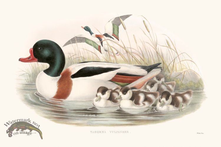 (image for) Gould Waterfowl 02