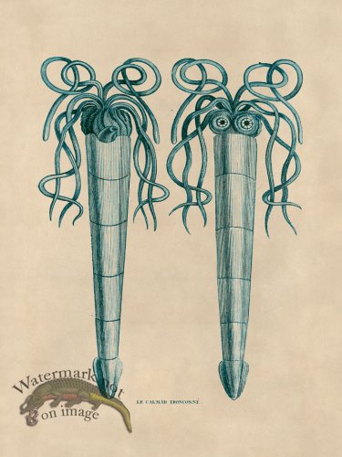 (image for) Octopus Teal 38