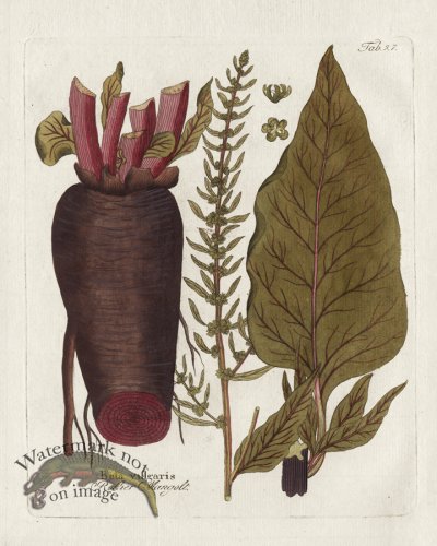 Beet