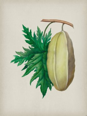 Andean Botanicals 035