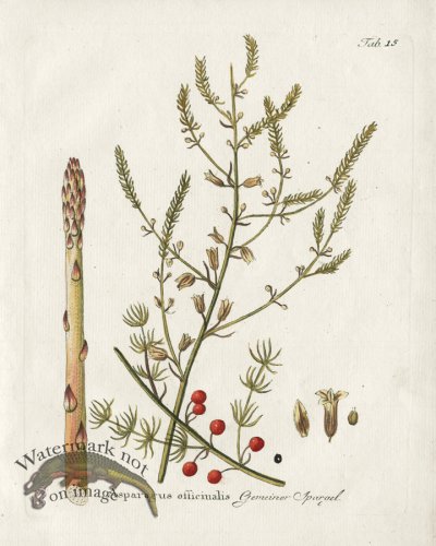 (image for) Garden Asparagus