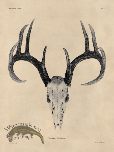 (image for) Tan Bones 02 White Tail