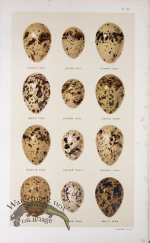 (image for) Seebohm Eggs 13