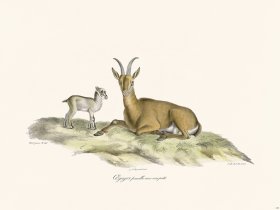 Cuvier 134 Female Eegagre