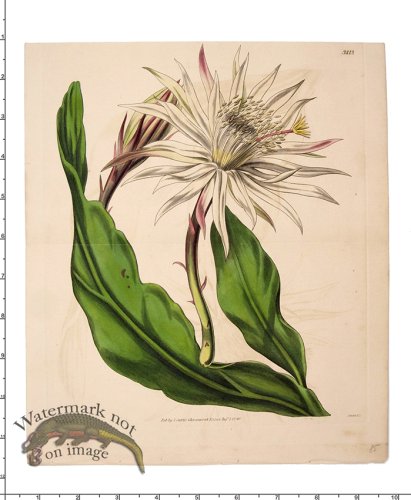 (image for) Curtis Botanical 064