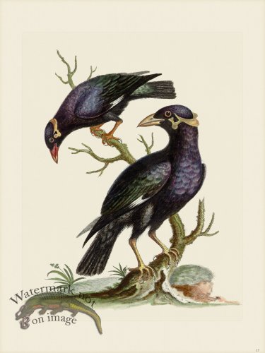 (image for) Edwards 017 Minor