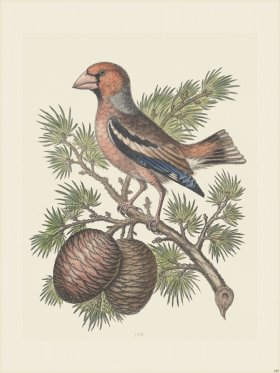 Edwards 188 The Hedar of Libanus